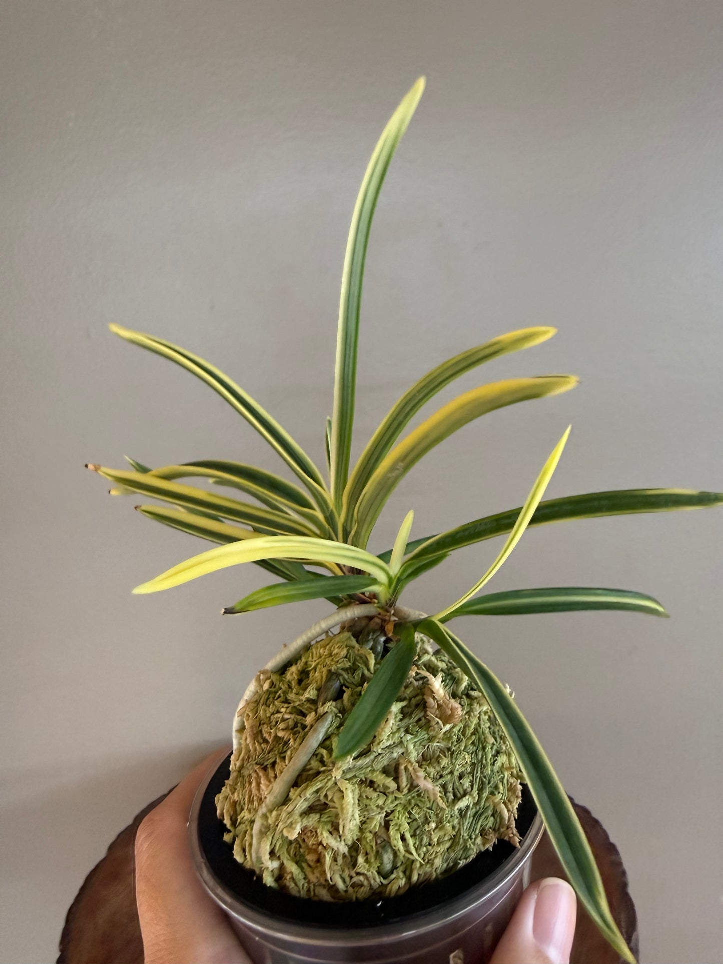 Neofinetia falcata Gojo Fukurin 御城覆輪