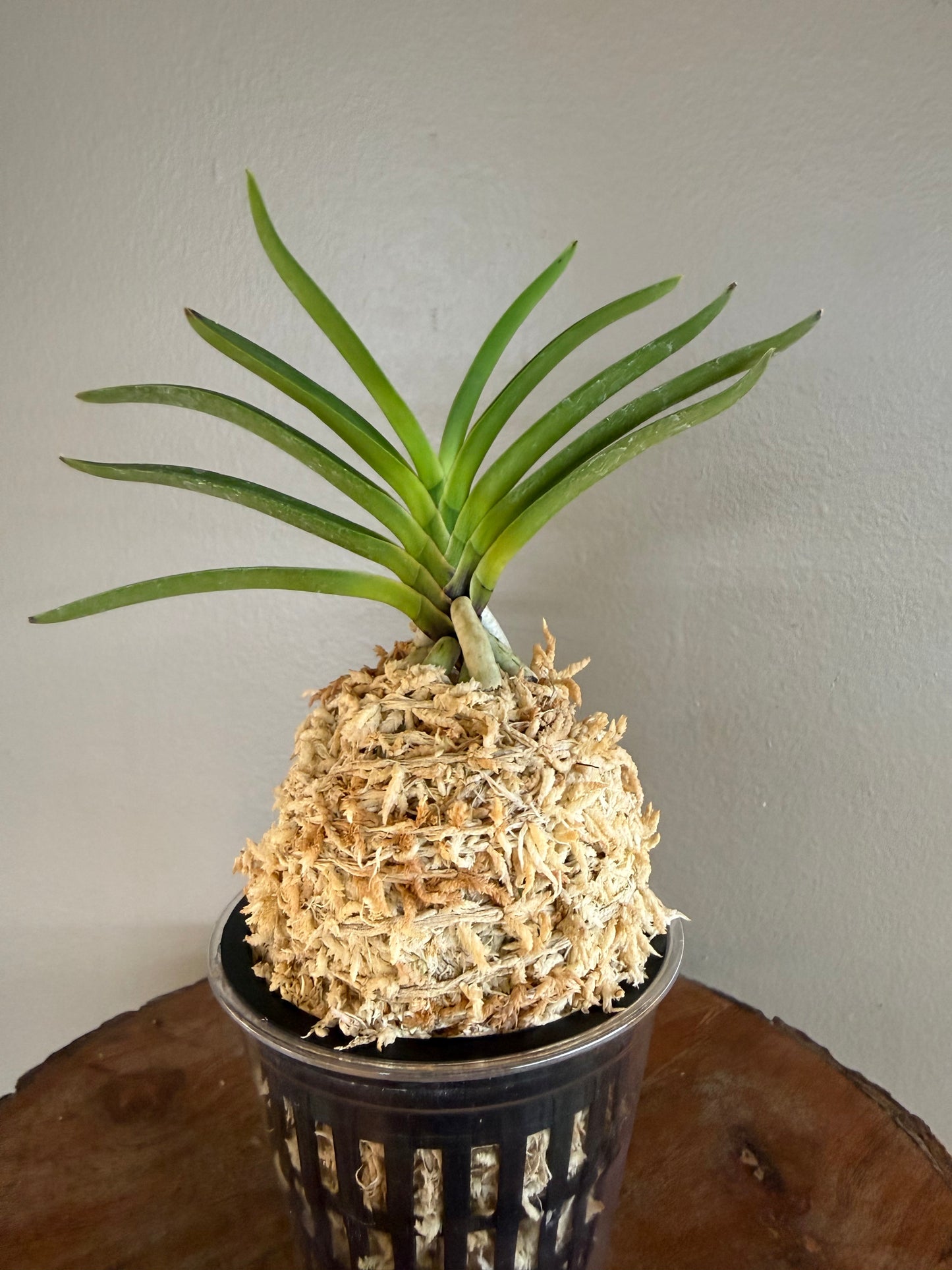 Neofinetia falcata Mangekyo 万華境
