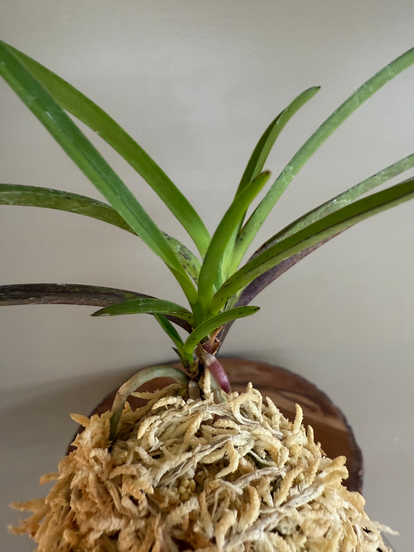 Neofinetia falcata 夕映 Yubae