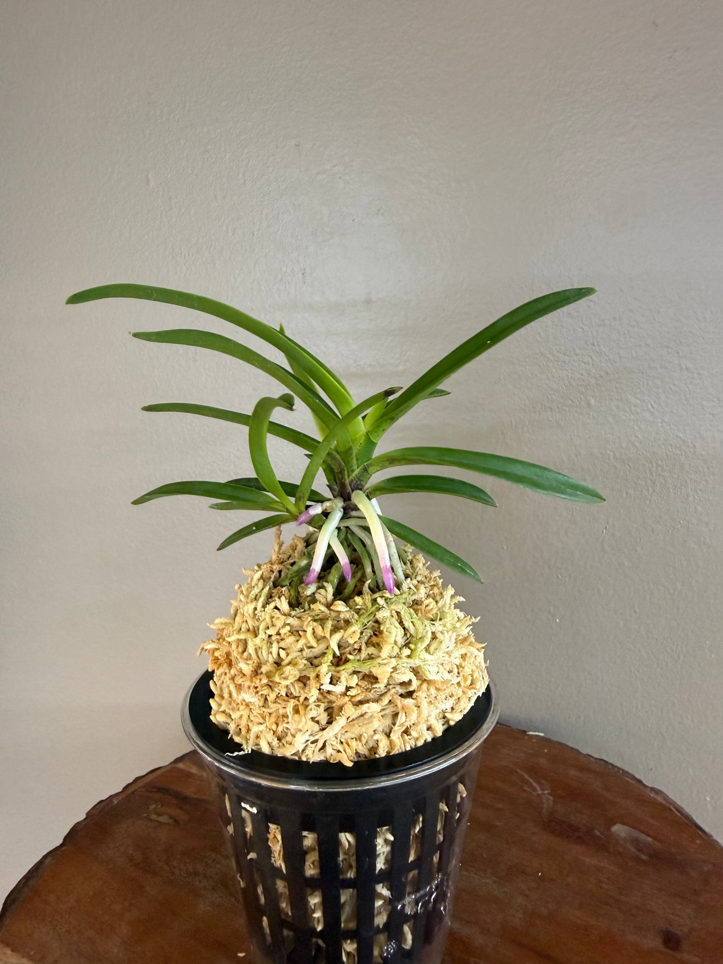Neofinetia falcata Honggibo (Koukitakara) 紅奇寶(Ruby root)