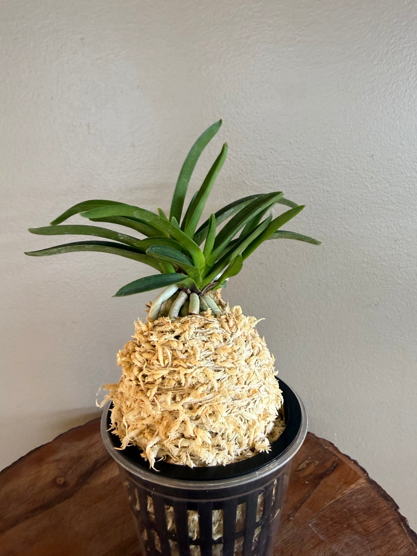 Neofinetia falcata Honghyeon 紅玄