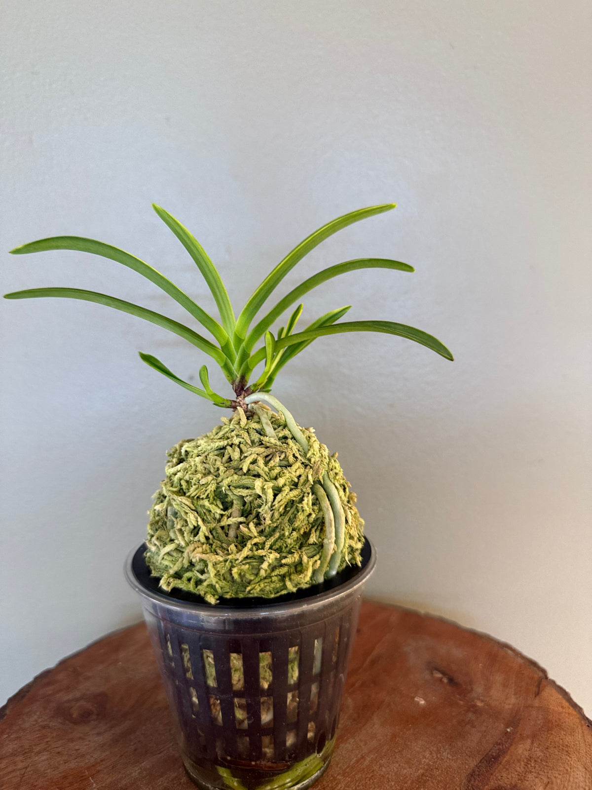 Neofinetia falcata Fugaku 富嶽