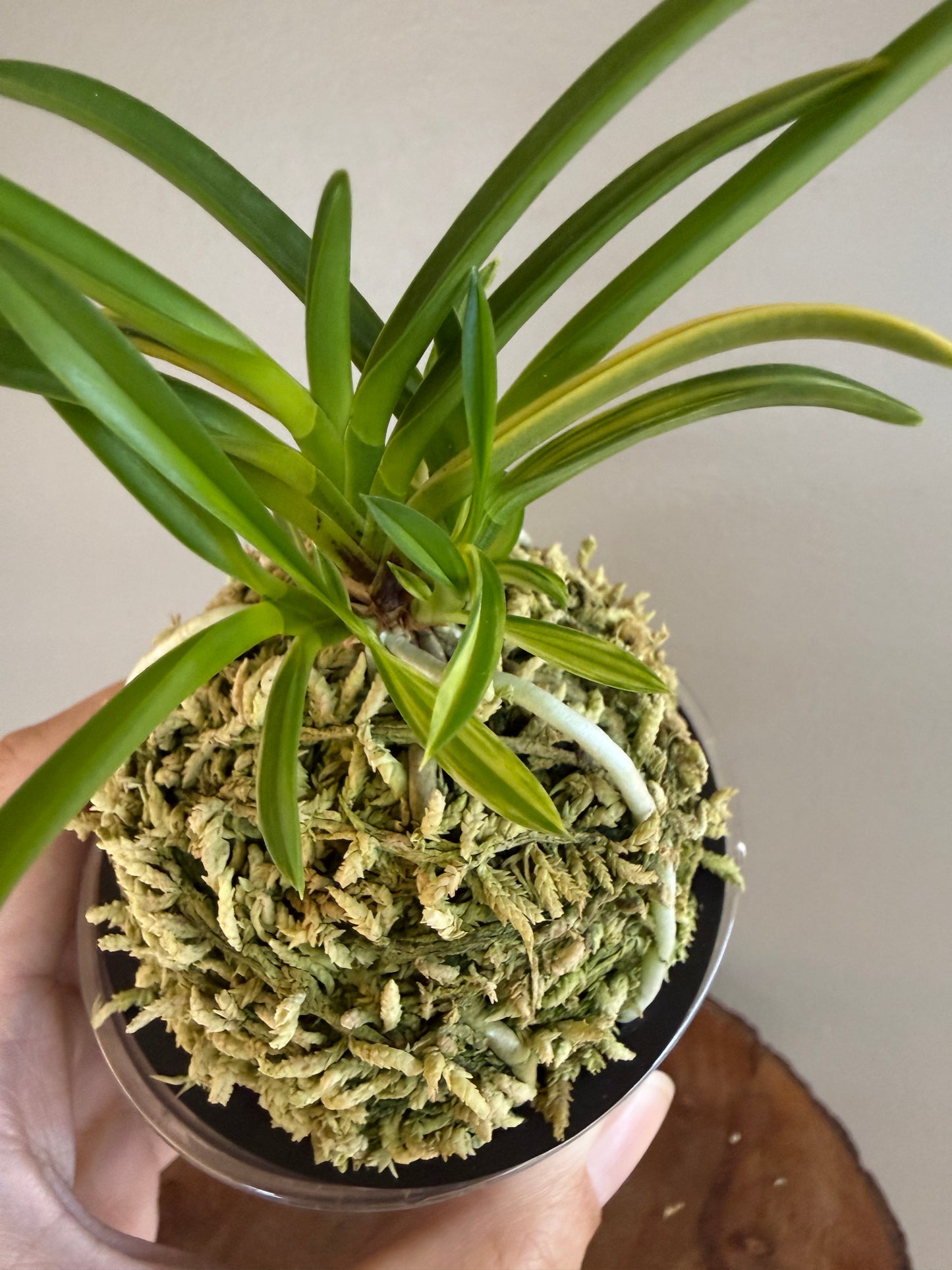 Neofinetia falcata Yaegoromo 八重衣