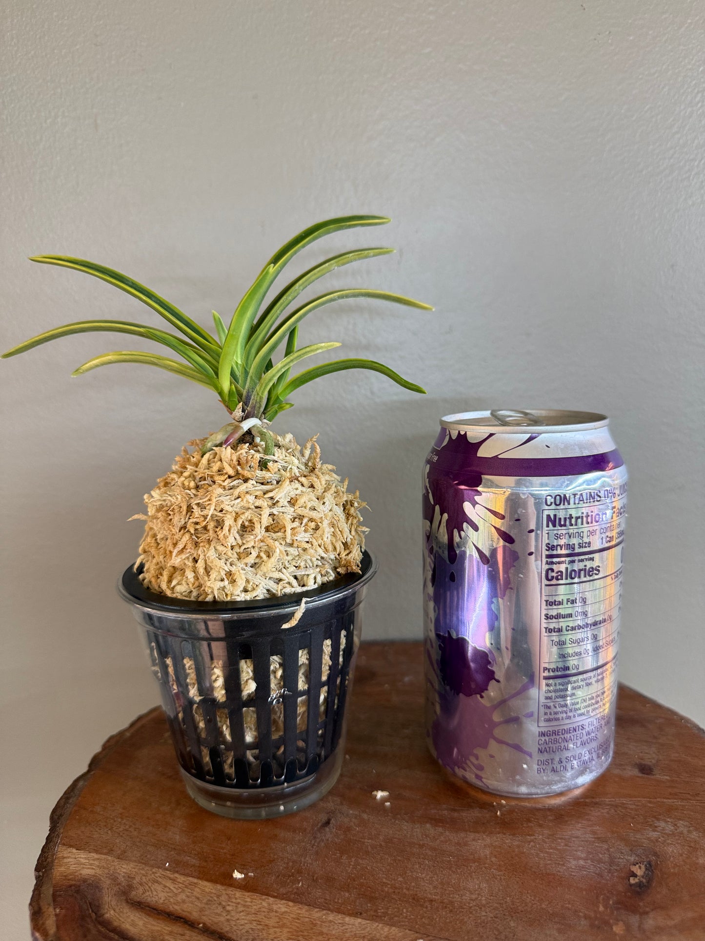 Neofinetia falcata Renjomaru 連城丸