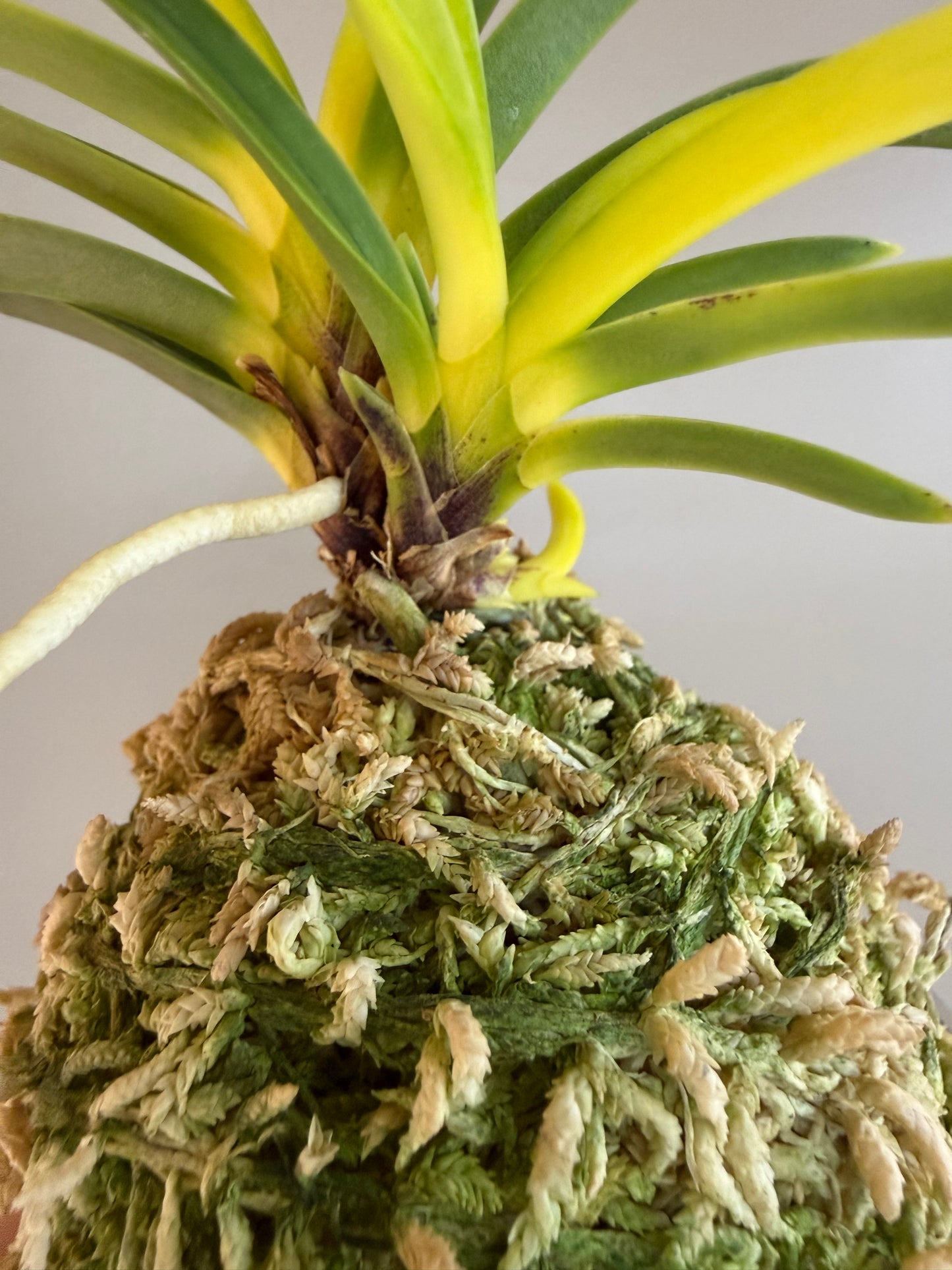 Neofinetia falcata Izumibotan 泉牡丹