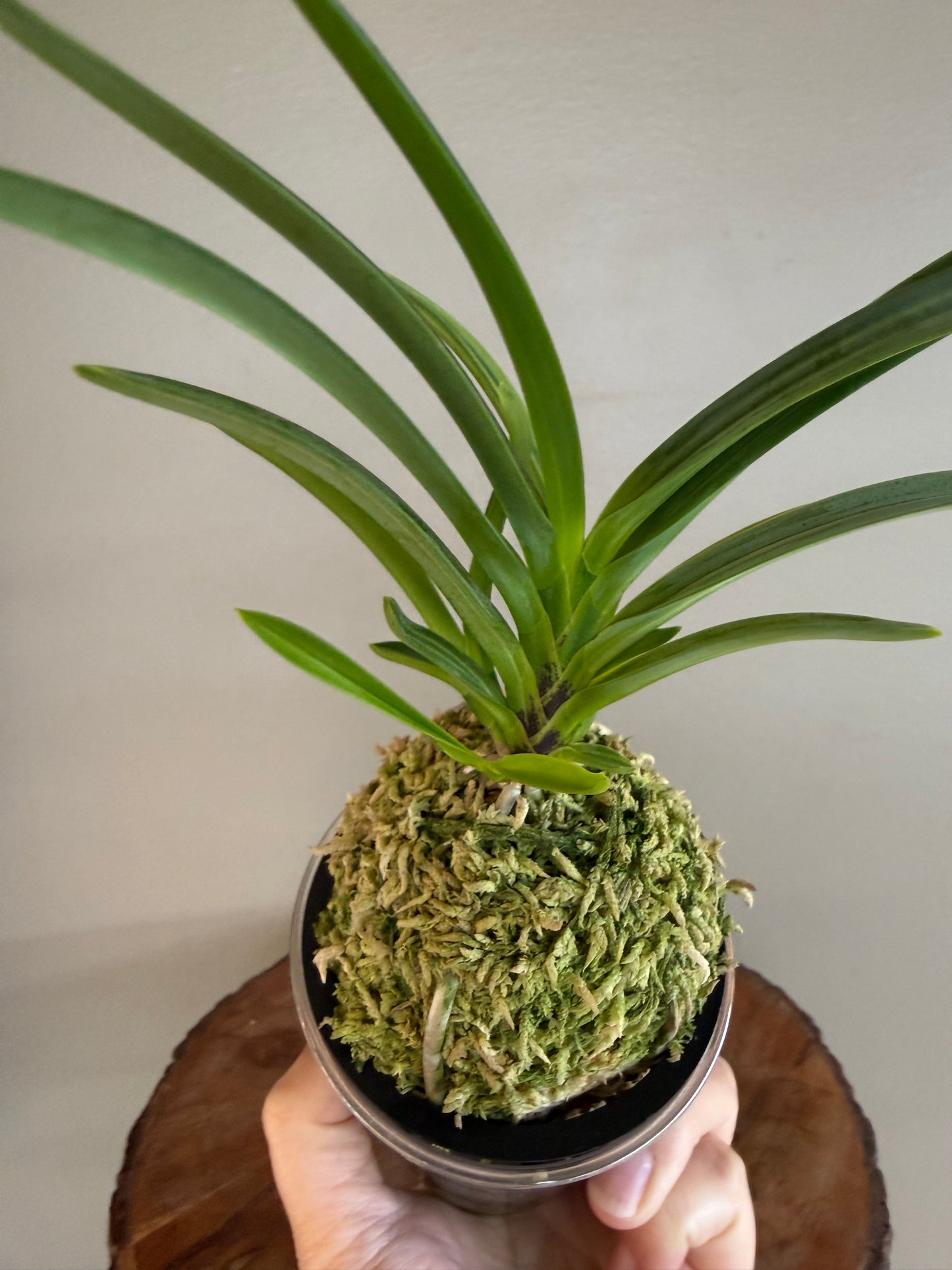 Neofinetia falcata Misukage 御簾影
