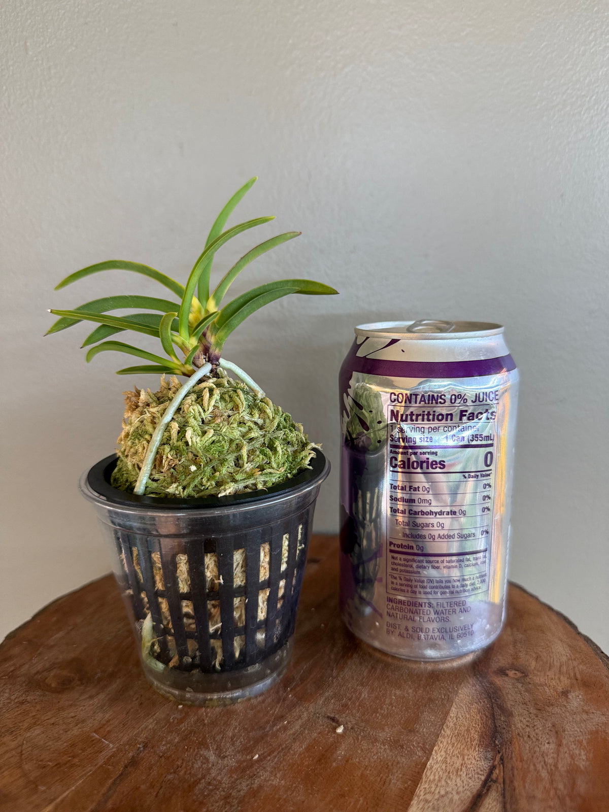 Neofinetia falcata Shingetsu 真月