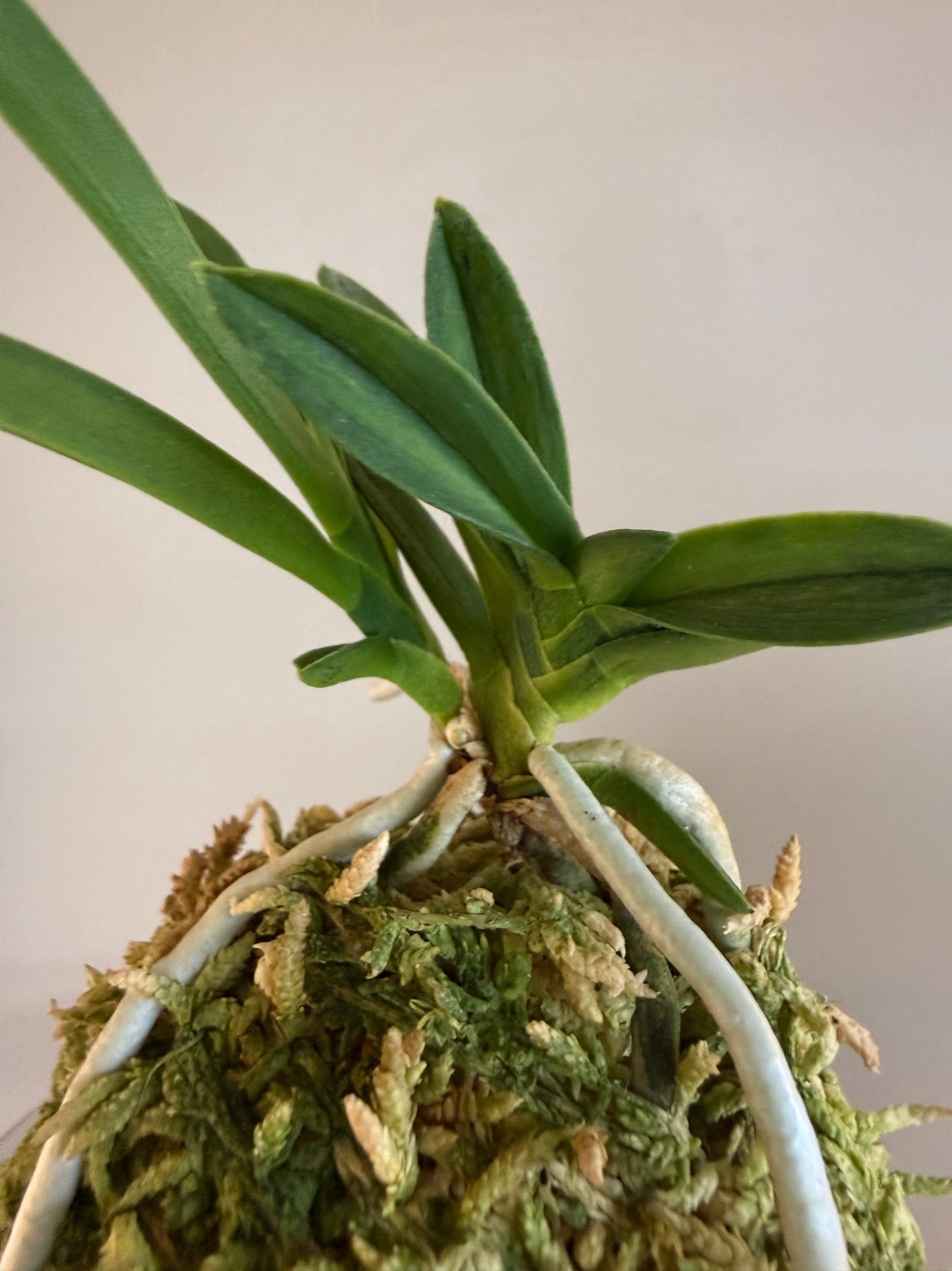 Neofinetia falcata Kajakumaru 孔雀丸