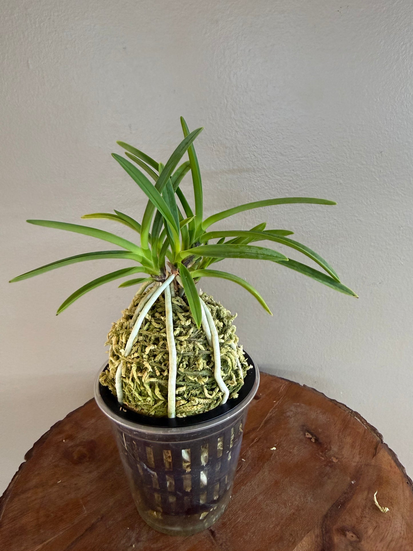 Neofinetia falcata Kouya no Hana 高野の華