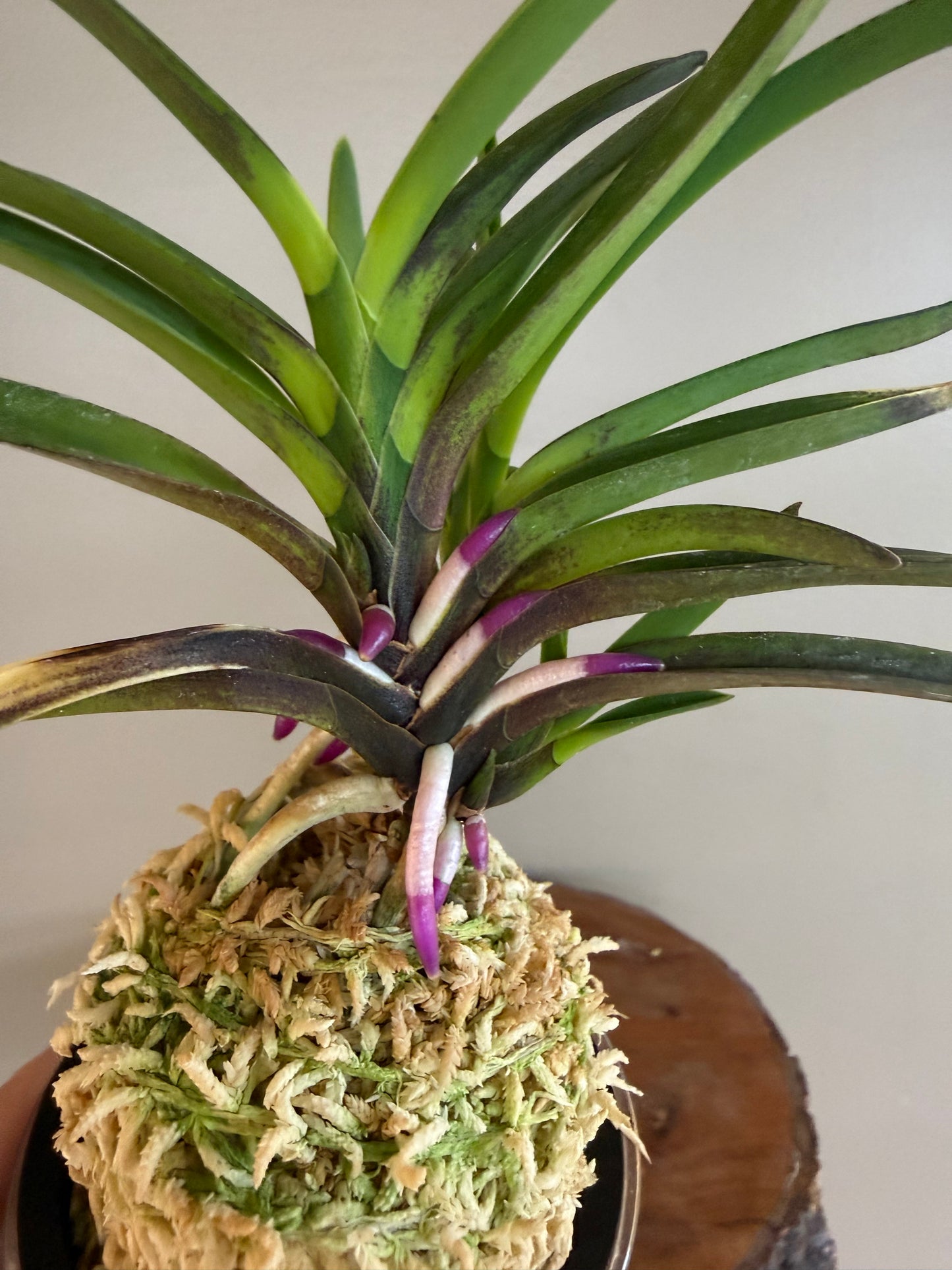 Neofinetia falcata Taiga 大河