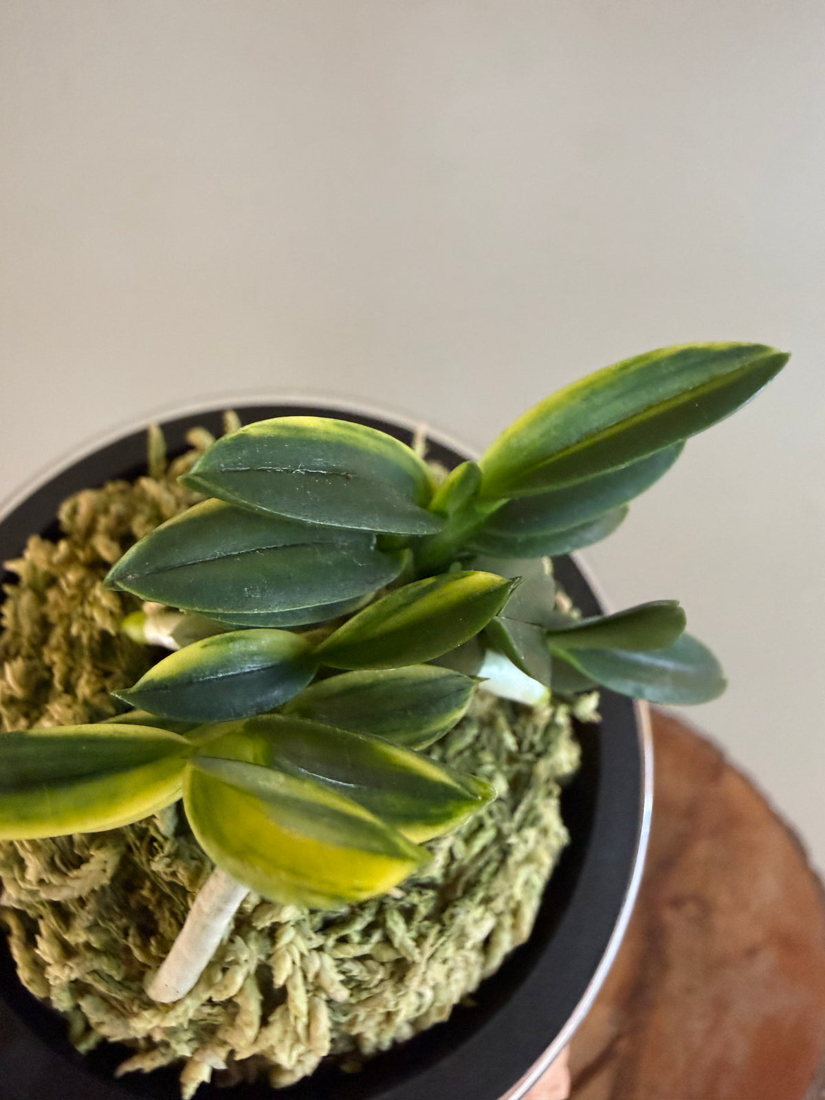 Neofinetia falcata Chwiwolho 翠月湖