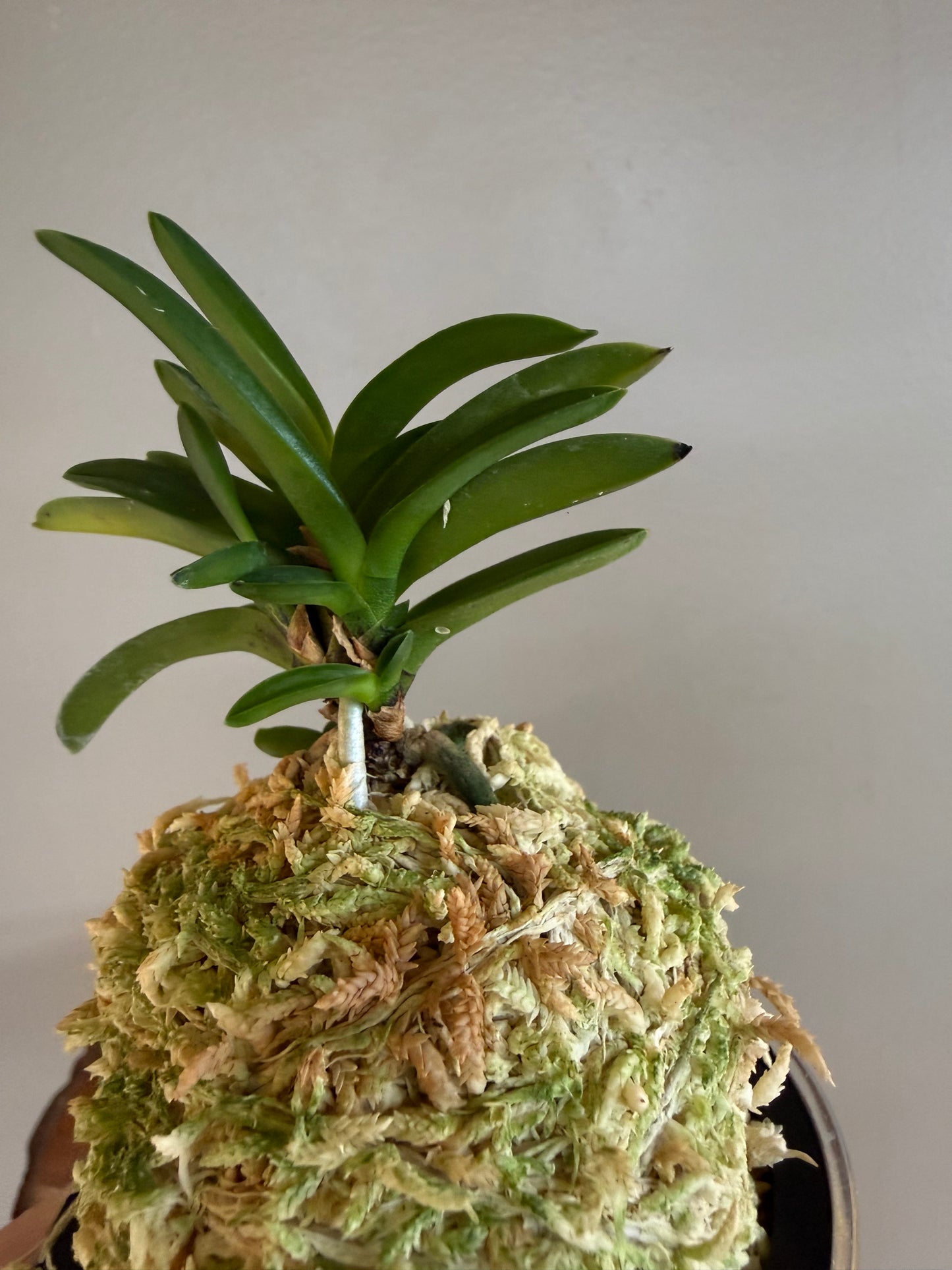 Neofinetia falcata Yodo no Matsu 淀の松
