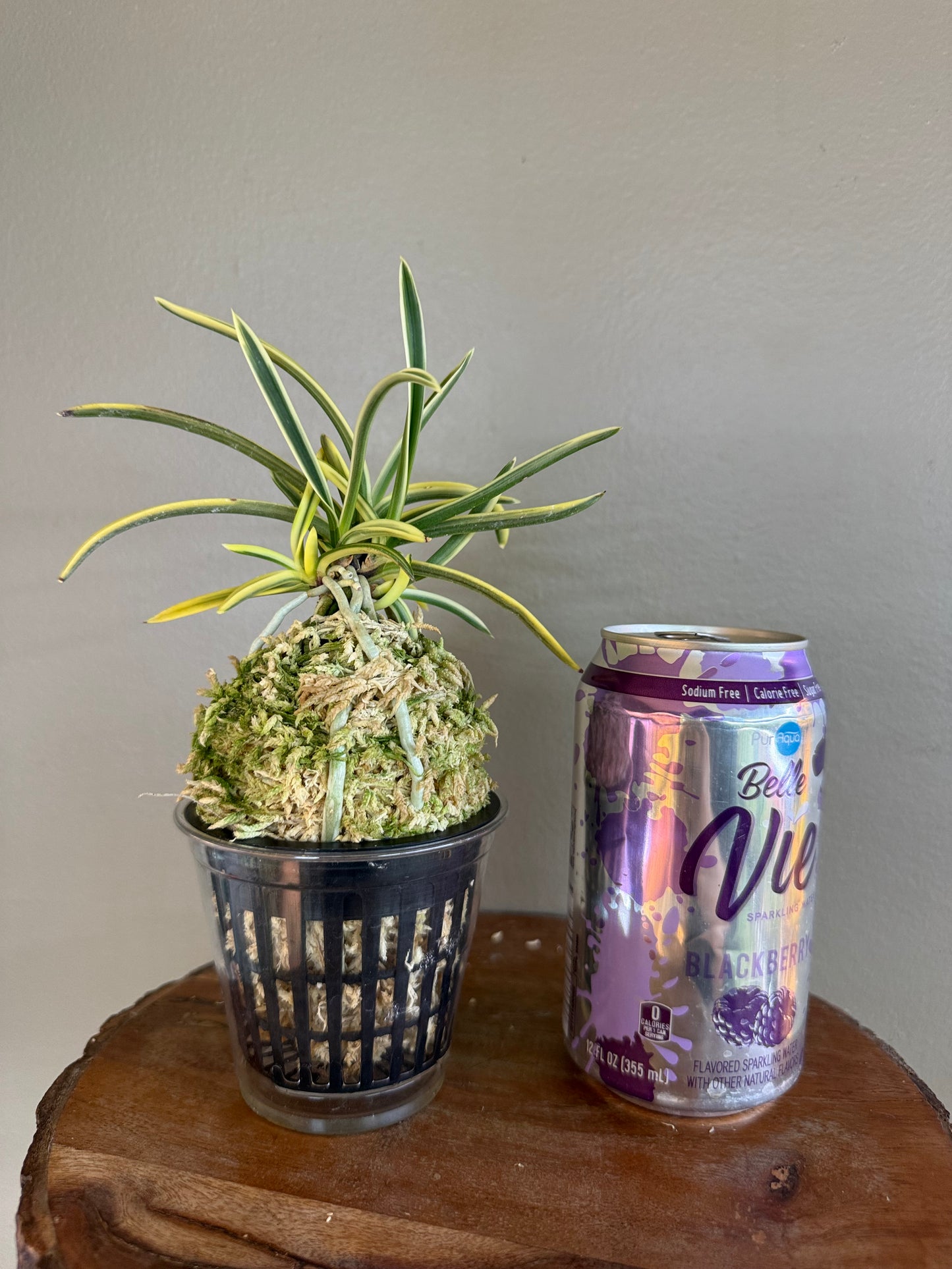 Neofinetia falcata Kotou Fukurin 湖東覆輪