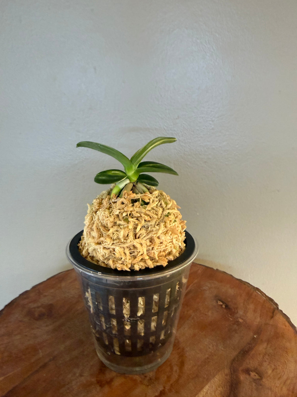 Sedirea japonica Minmaru Shima 明丸錦