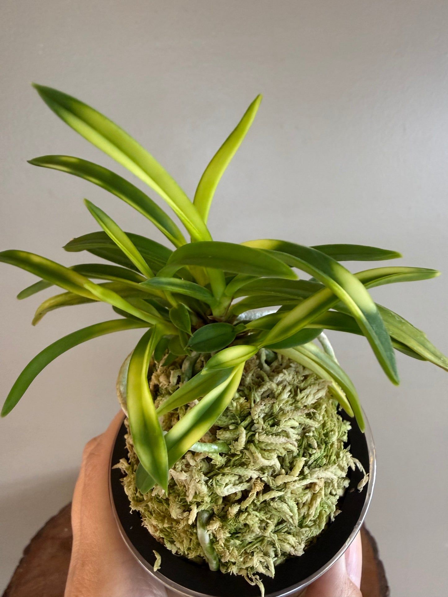 Neofinetia falcata Setsuza 雪山