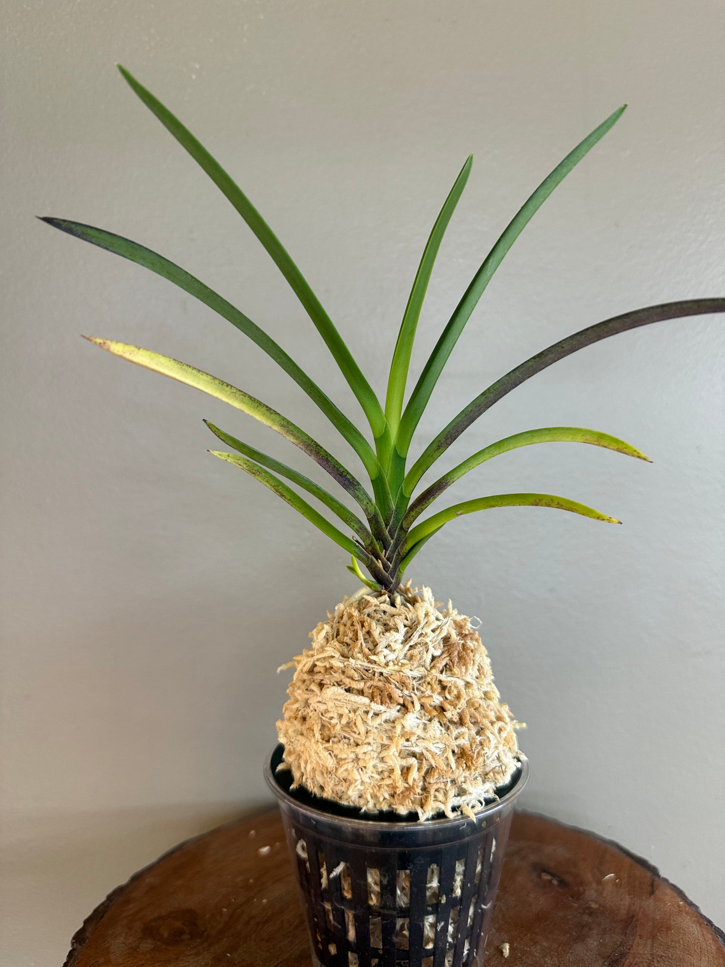 Neofinetia falcata Honggibo (Koukitakara) 紅奇寶