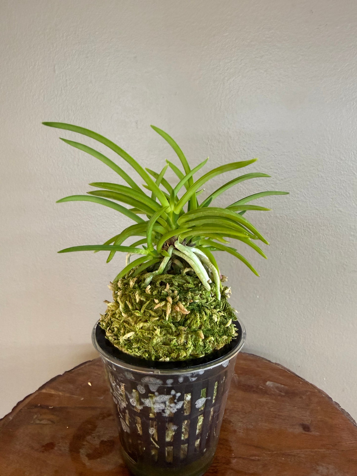 Neofinetia falcata Jomon no Hikari 縄文の光