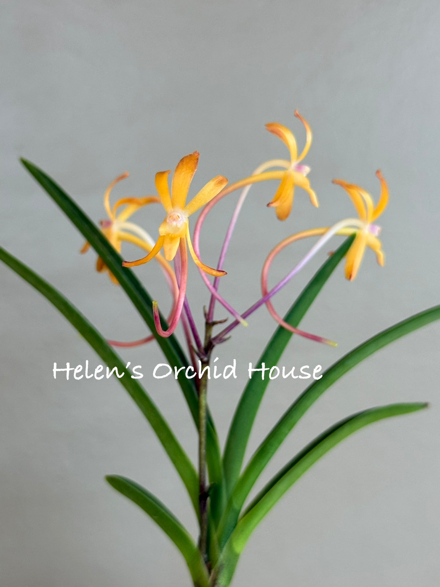 Neofinetia falcata 夕映 Yubae