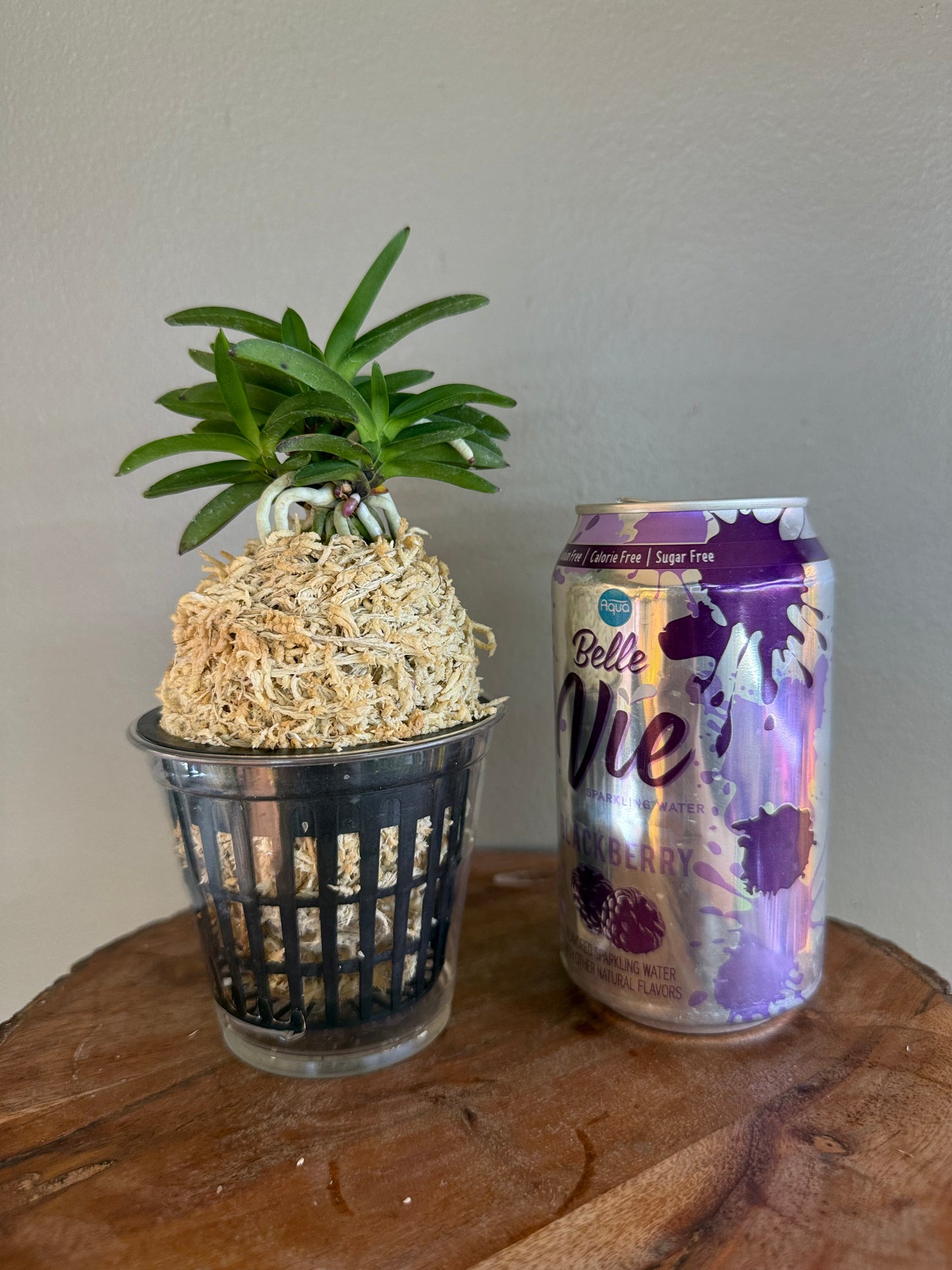 Neofinetia falcata Tamakongo 玉金剛