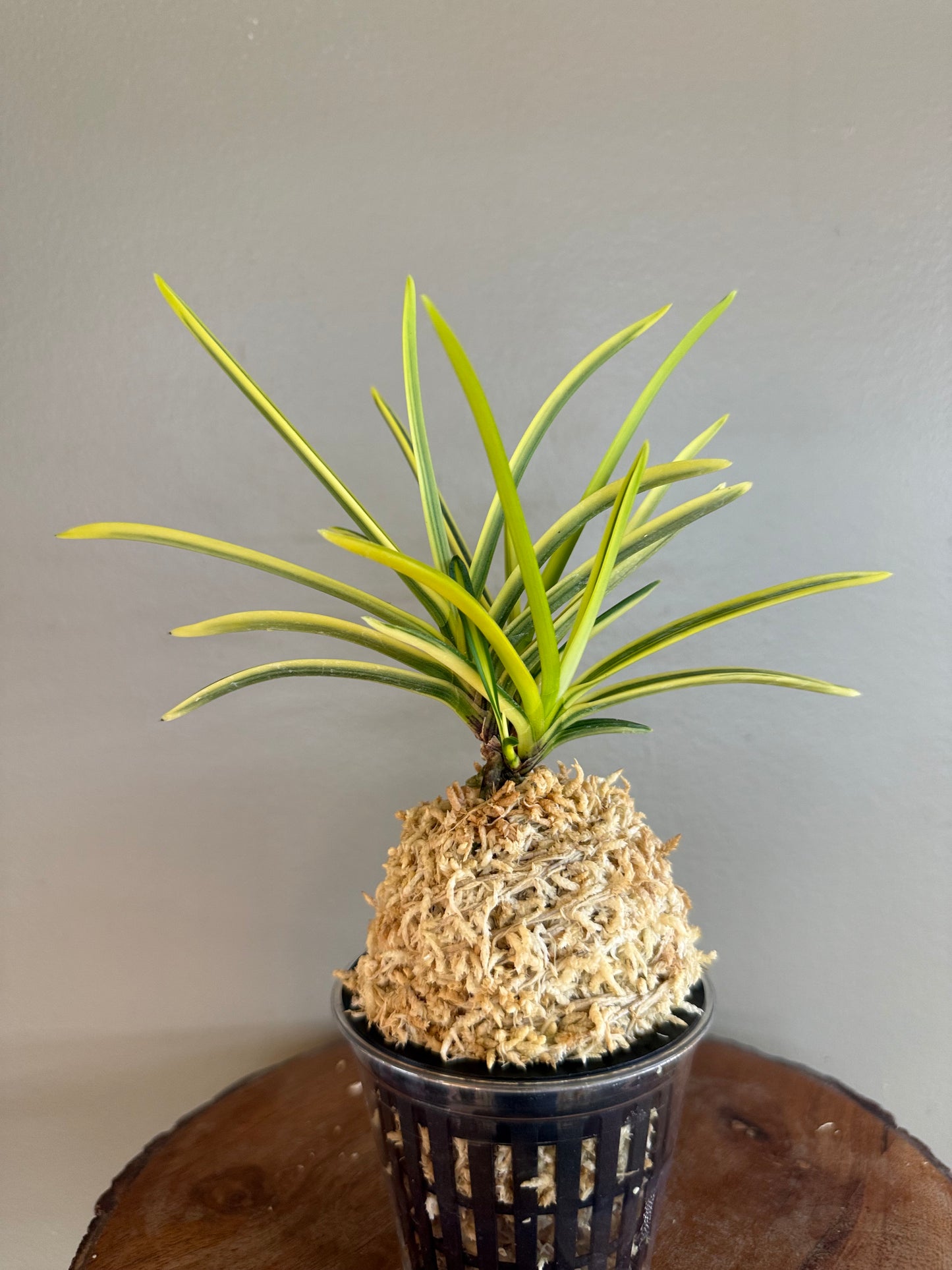 Neofinetia falcata Tenkei Fukurin 天恵覆輪