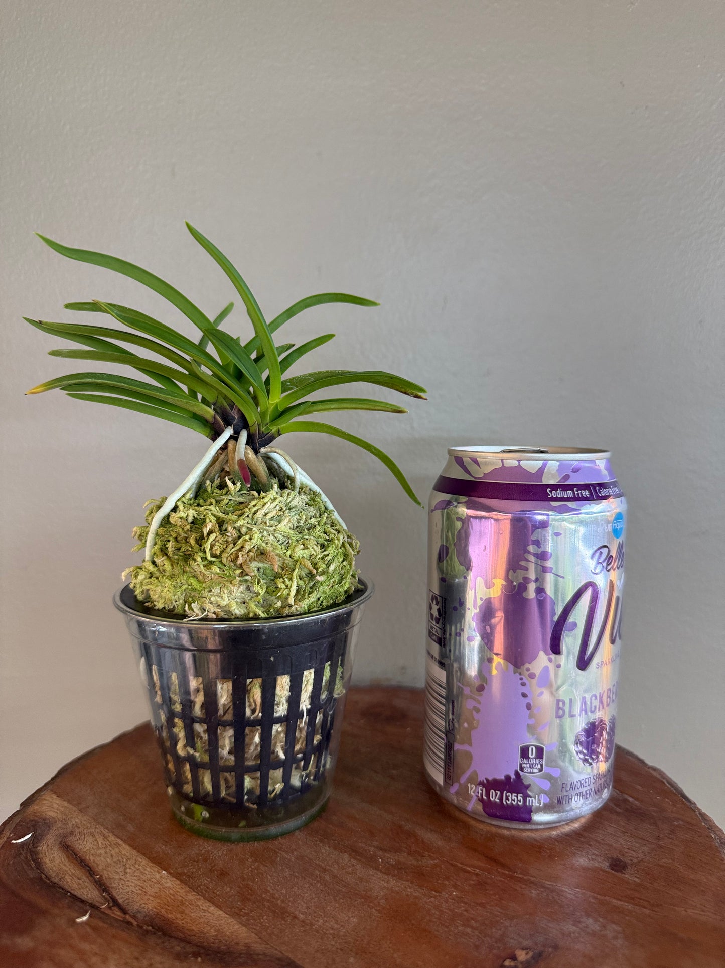 Neofinetia falcata Shutenno 朱天王