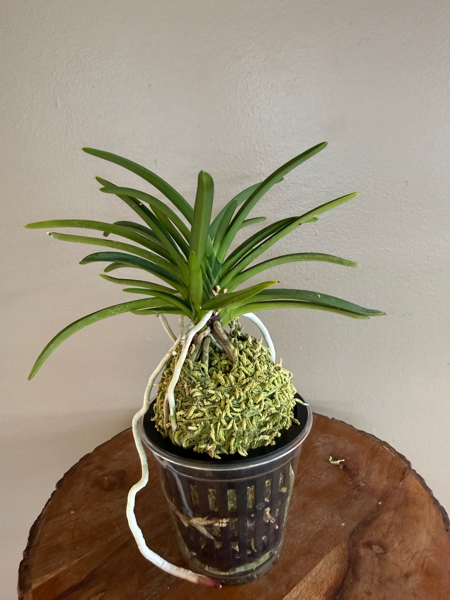 Neofinetia falcata Wonhong 元紅
