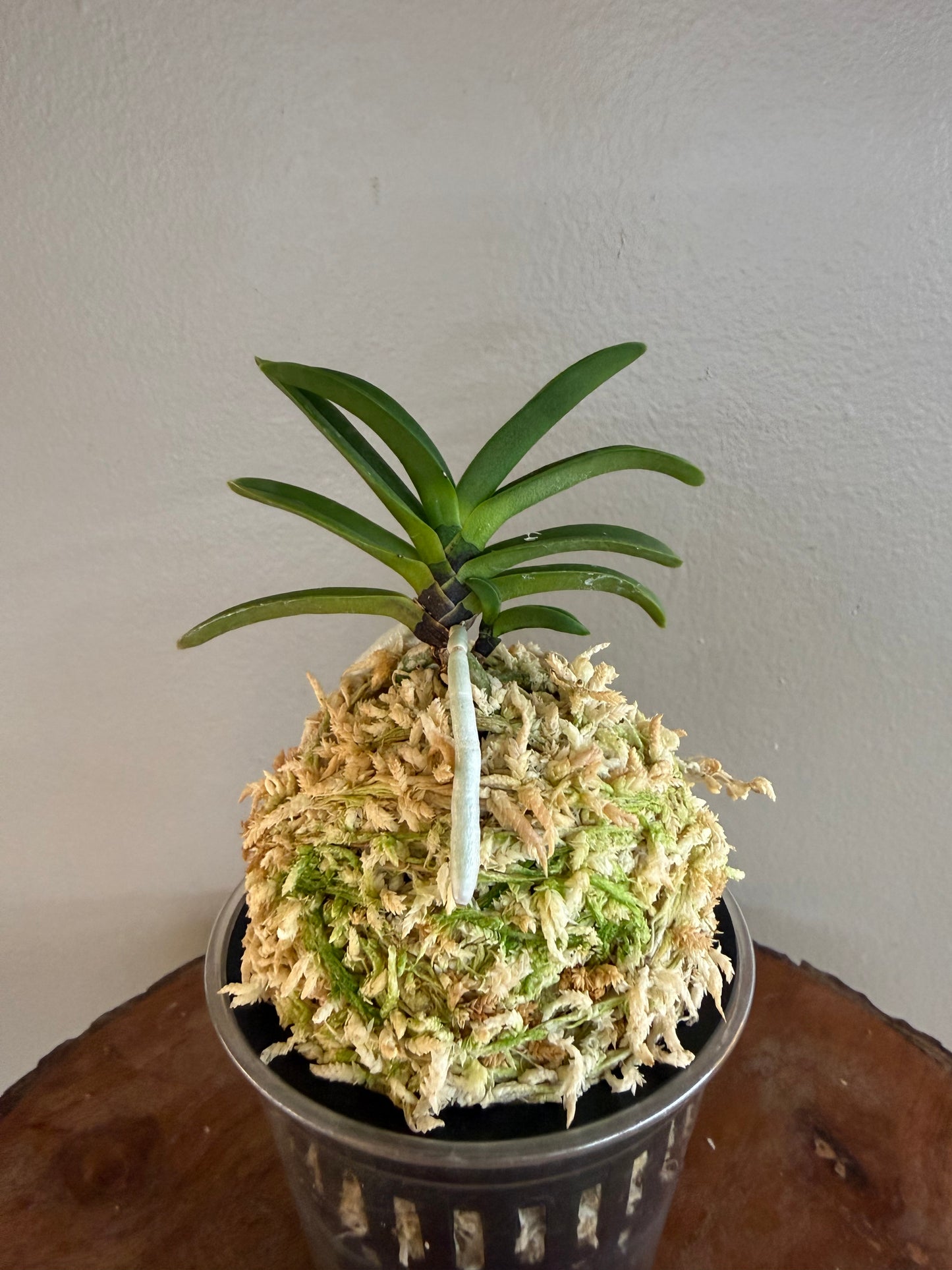 Neofinetia falcata Kokuryu 黒龍