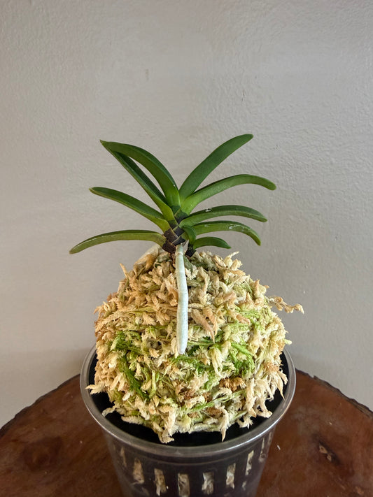 Neofinetia falcata Kokuryu 黒龍