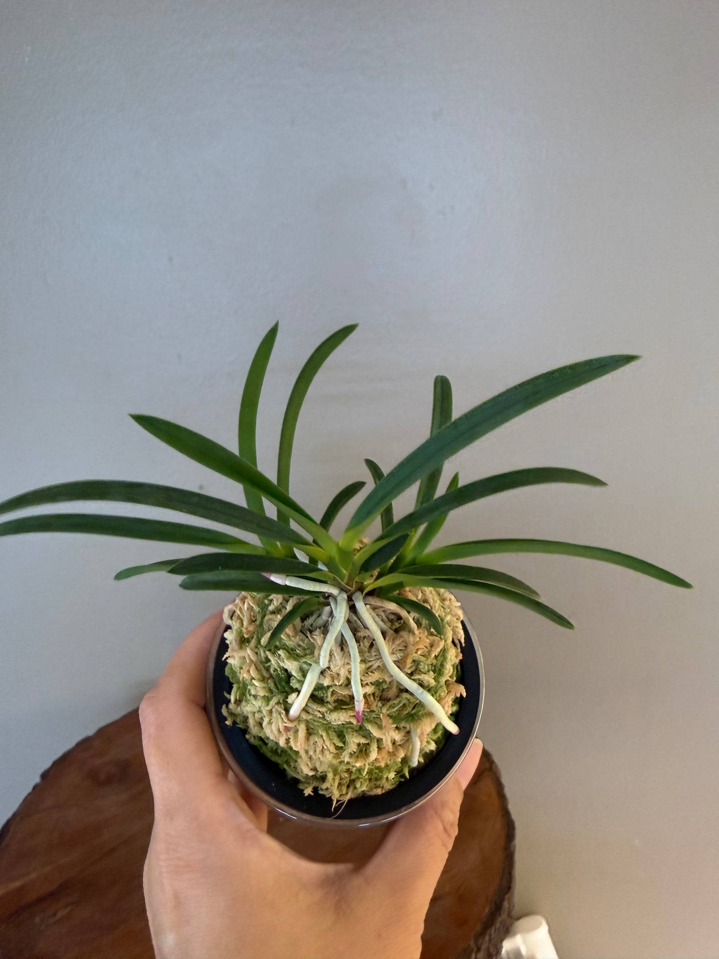 Neofinetia falcata Koukiden 晃貴殿 (Ruby root)