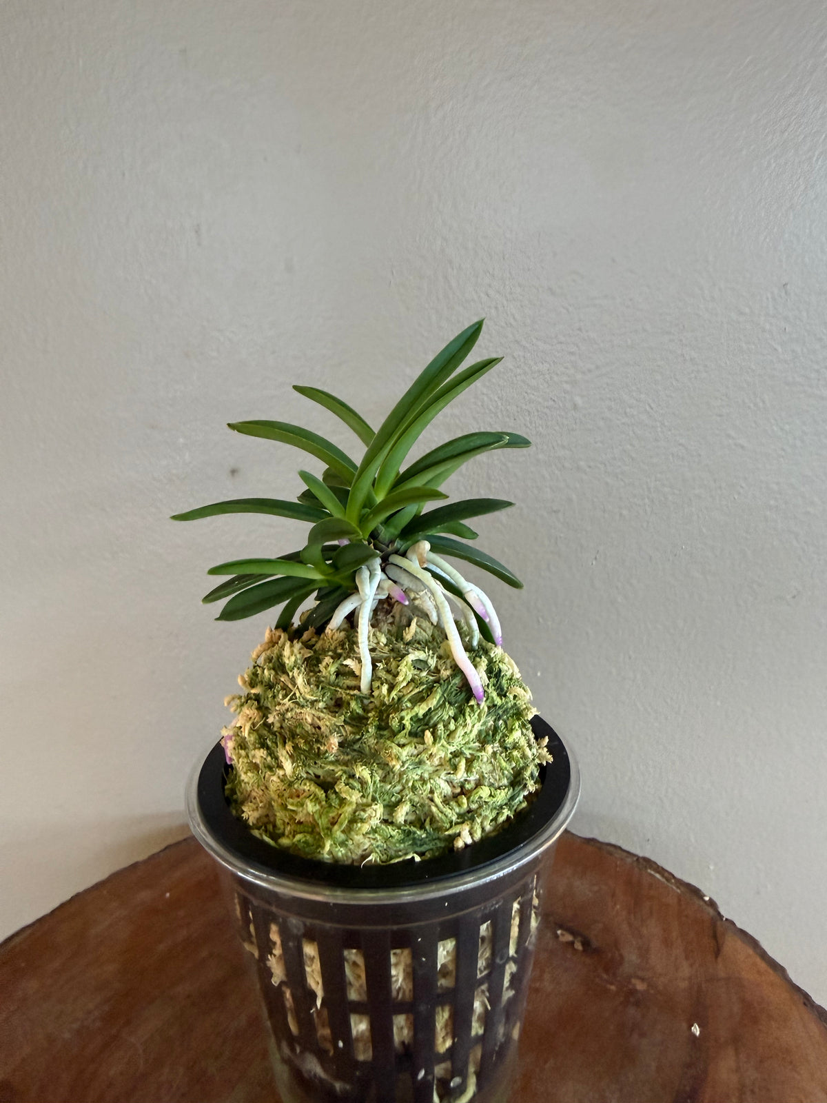 Neofinetia falcata Homeiden 豊明殿