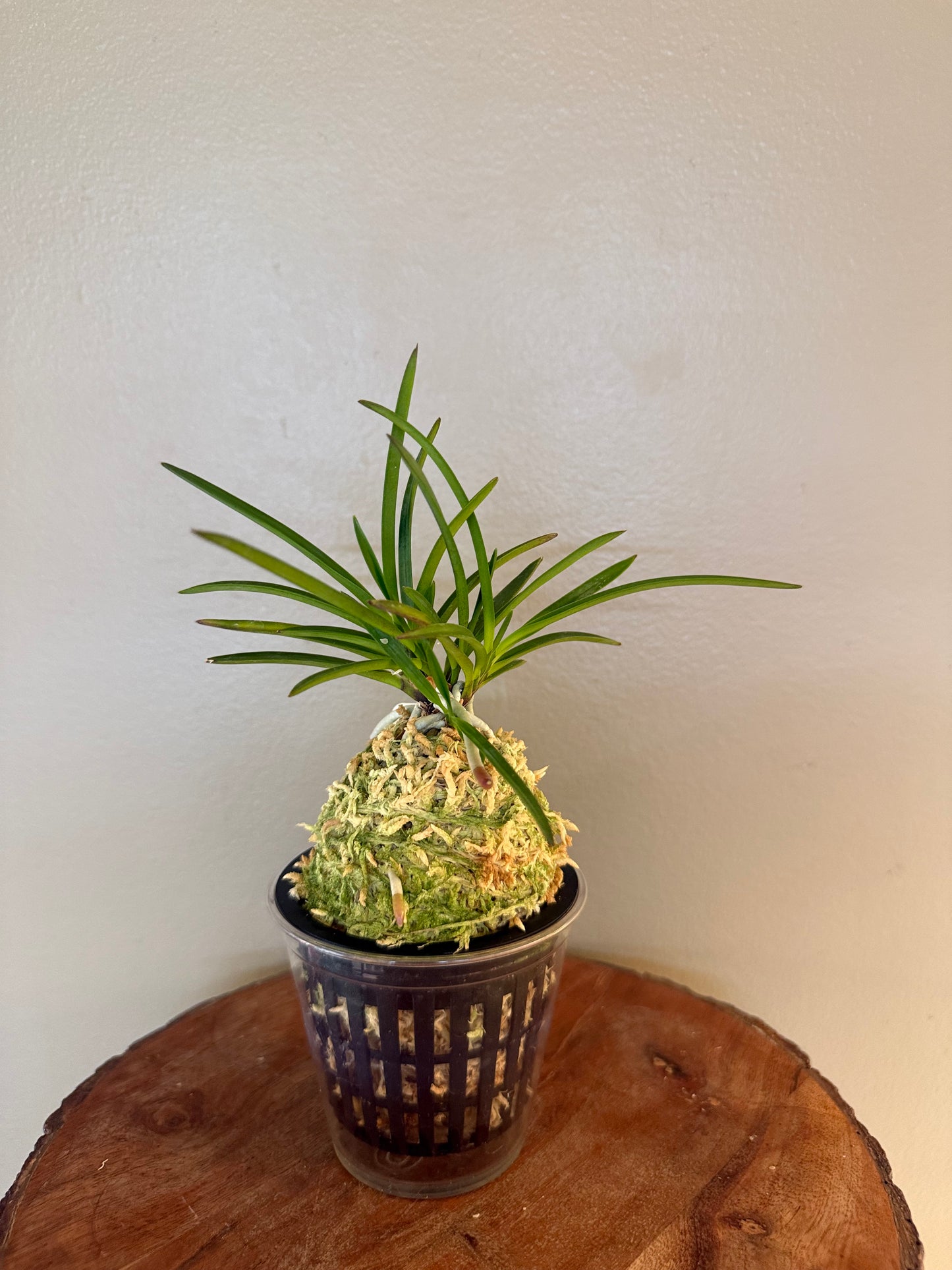 Neofinetia falcata 夕映 Yubae