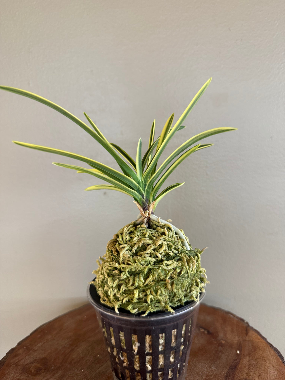 Neofinetia falcata Suruga Fukurin 駿河覆輪