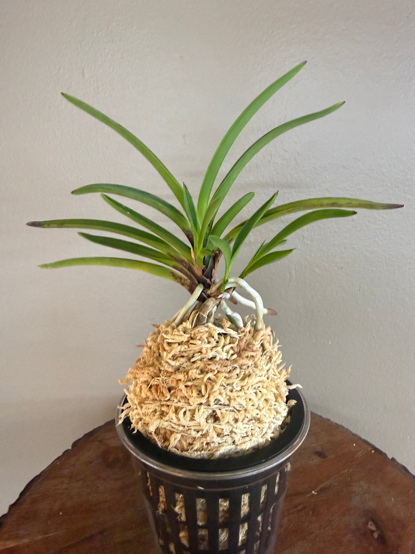 Neofinetia falcata 京美人 Kyobijin