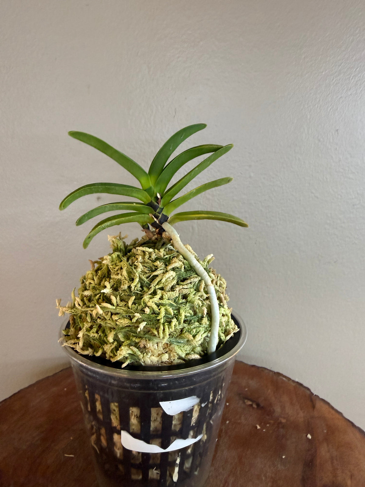 Neofinetia falcata Kokuryu 黒龍