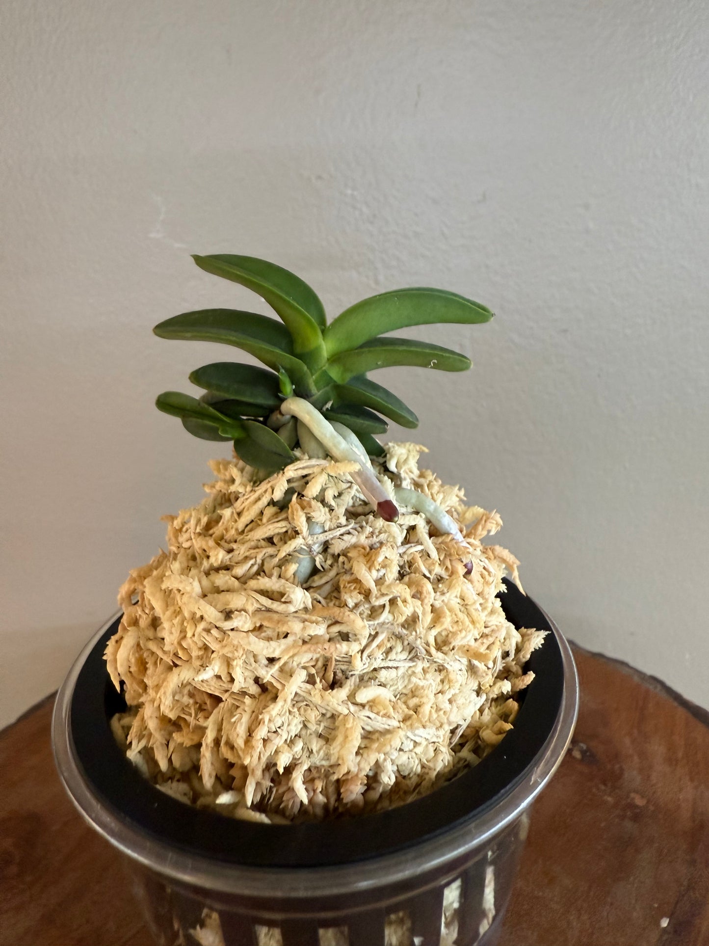 Neofinetia falcata Janggun 將軍