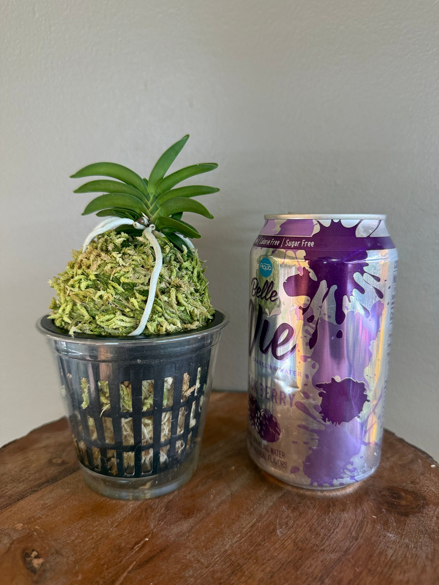 Neofinetia falcata Dojangwon (Jangwon+Honghyeon) 桃壯元