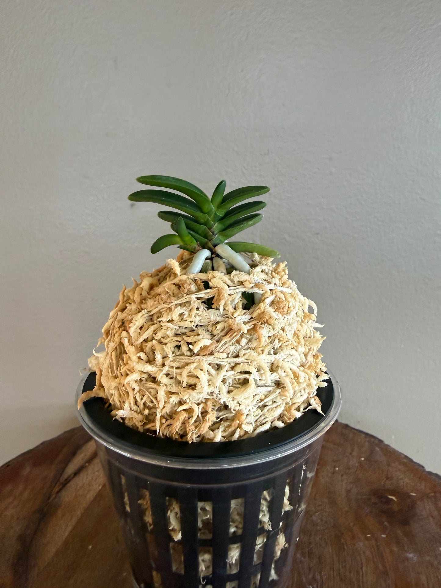 Neofinetia falcata Kuroshinju 黒真珠