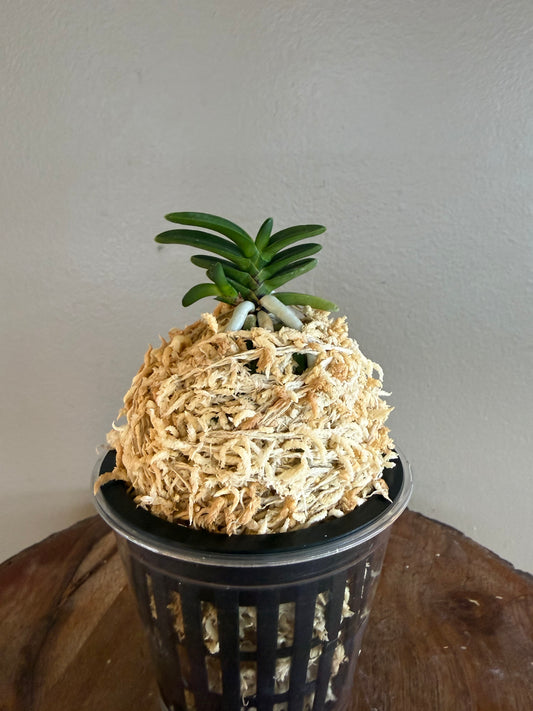 Neofinetia falcata Kuroshinju 黒真珠
