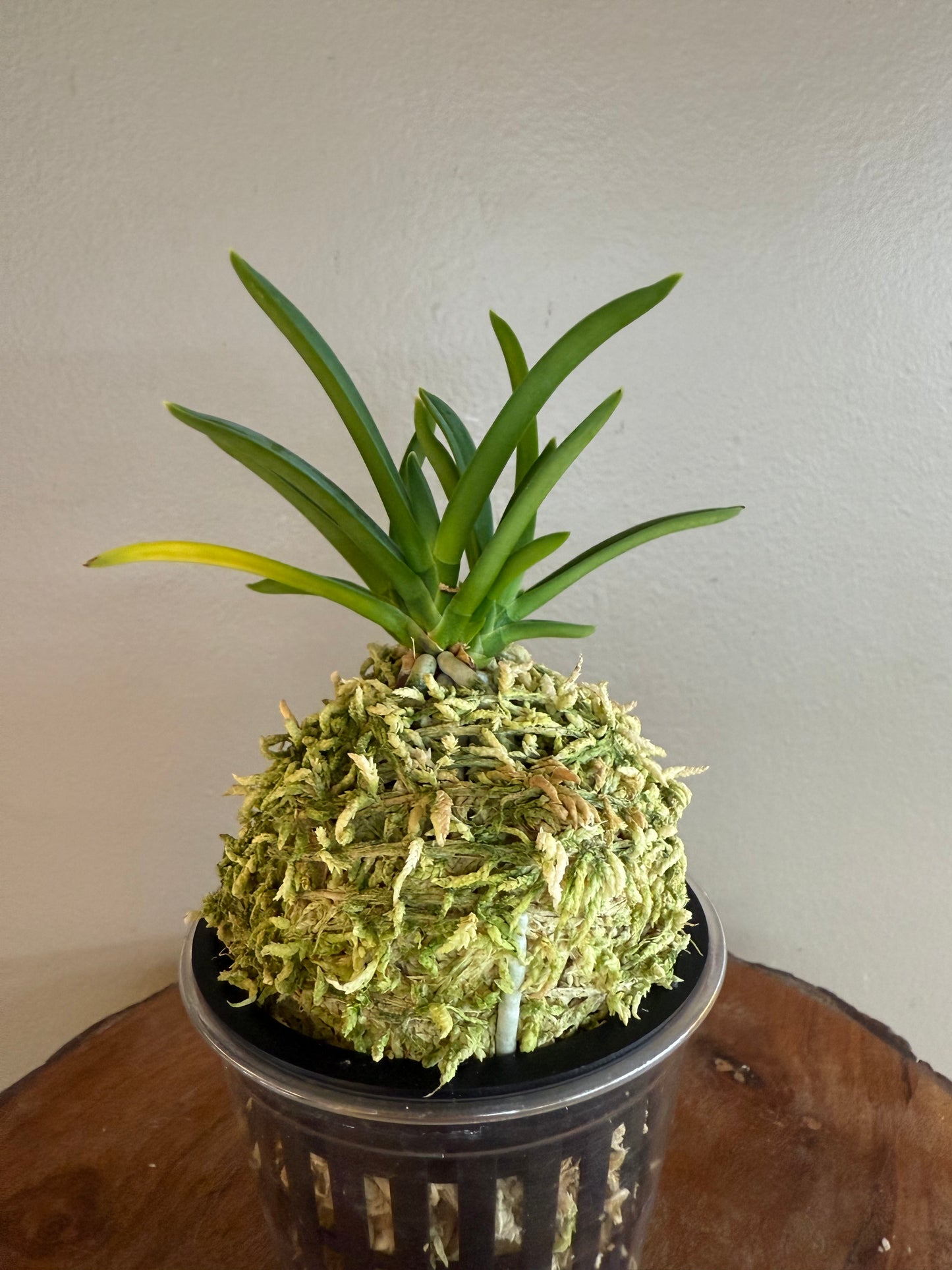 Neofinetia falcata Dohyeon 桃玄