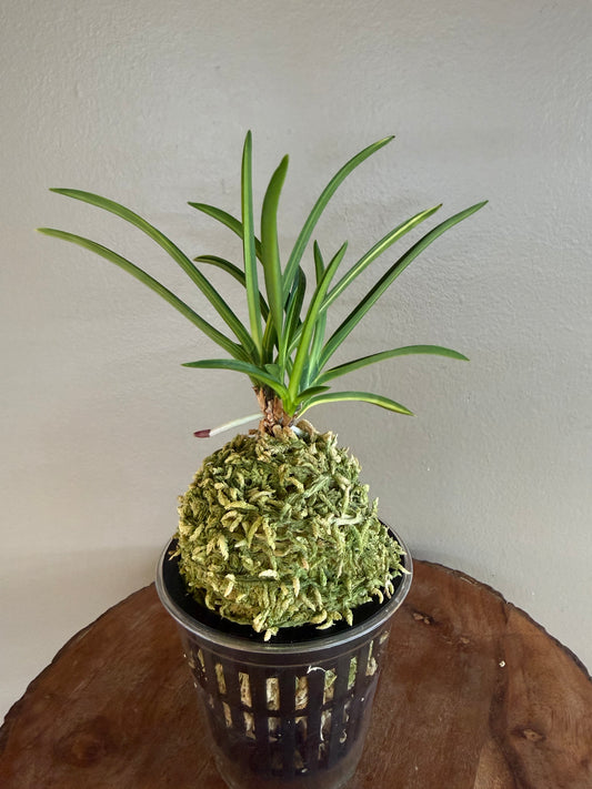 Neofinetia falcata Asahiden 朝日殿