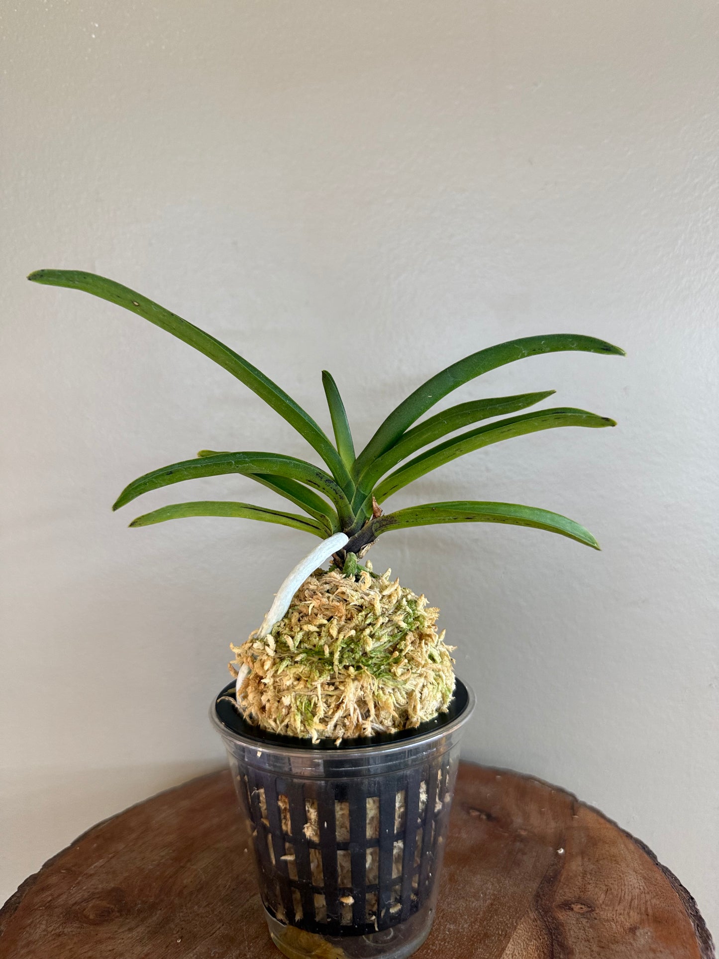 Neofinetia falcata Jahongseon (3spur)紫紅仙