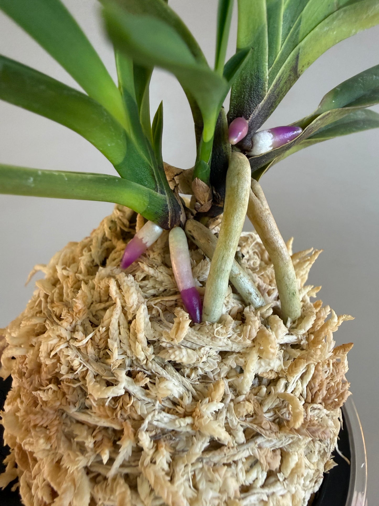 Neofinetia falcata Taiga 大河