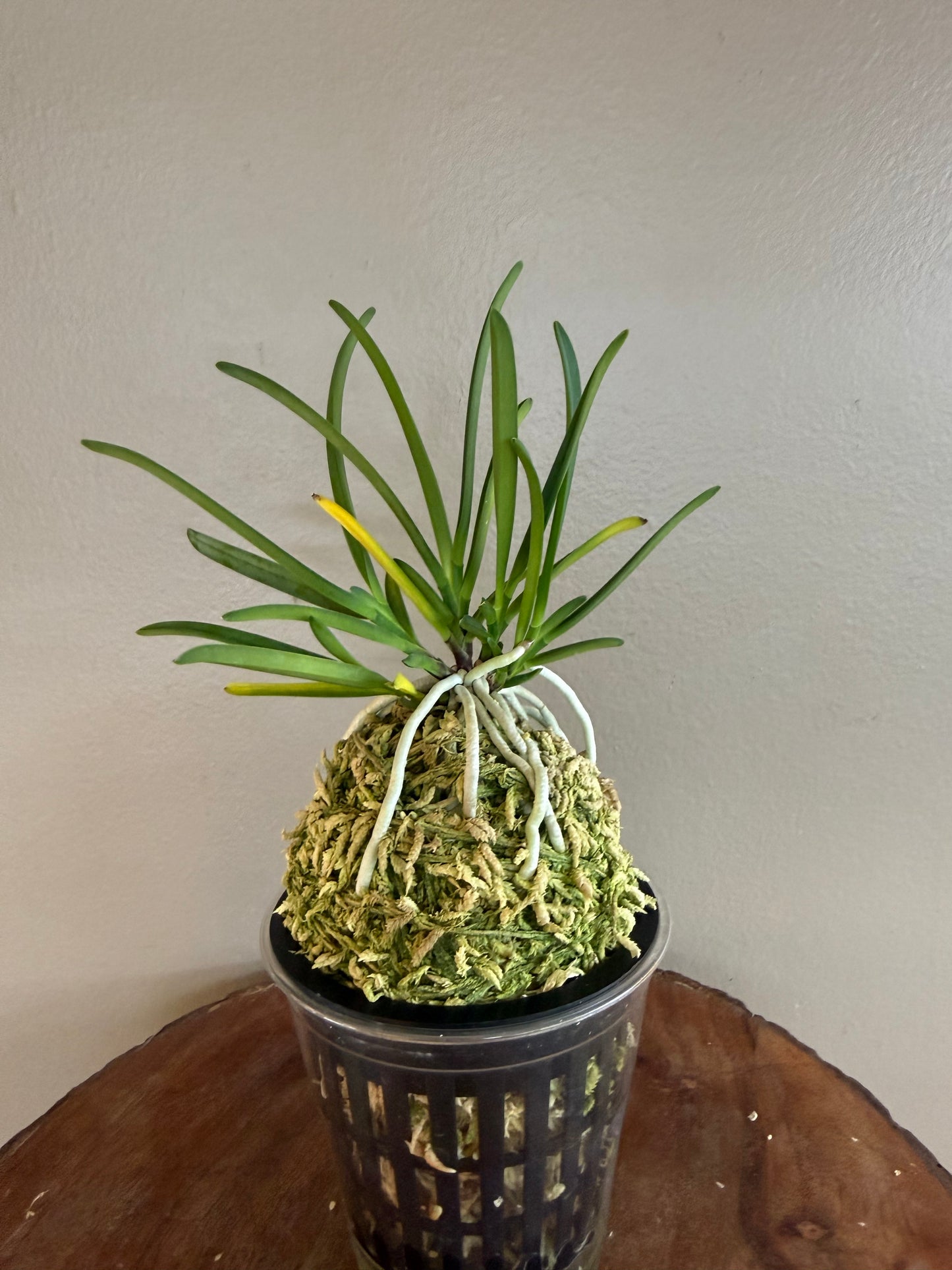 Neofinetia falcata Yamahoko 山鉾