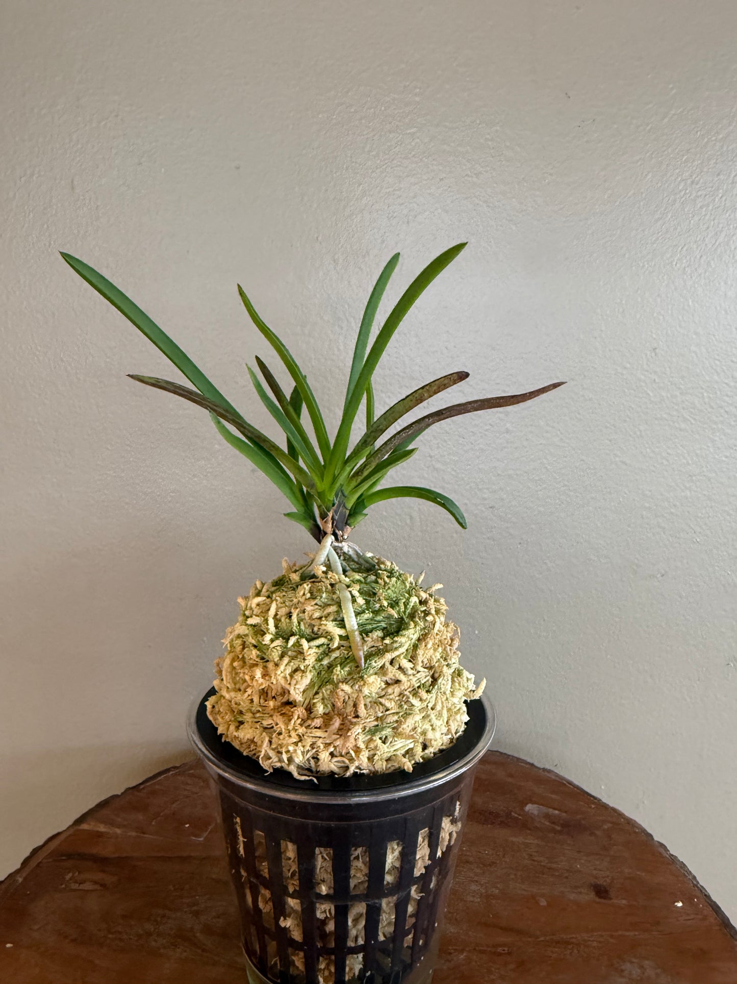Neofinetia falcata 夕映 Yubae