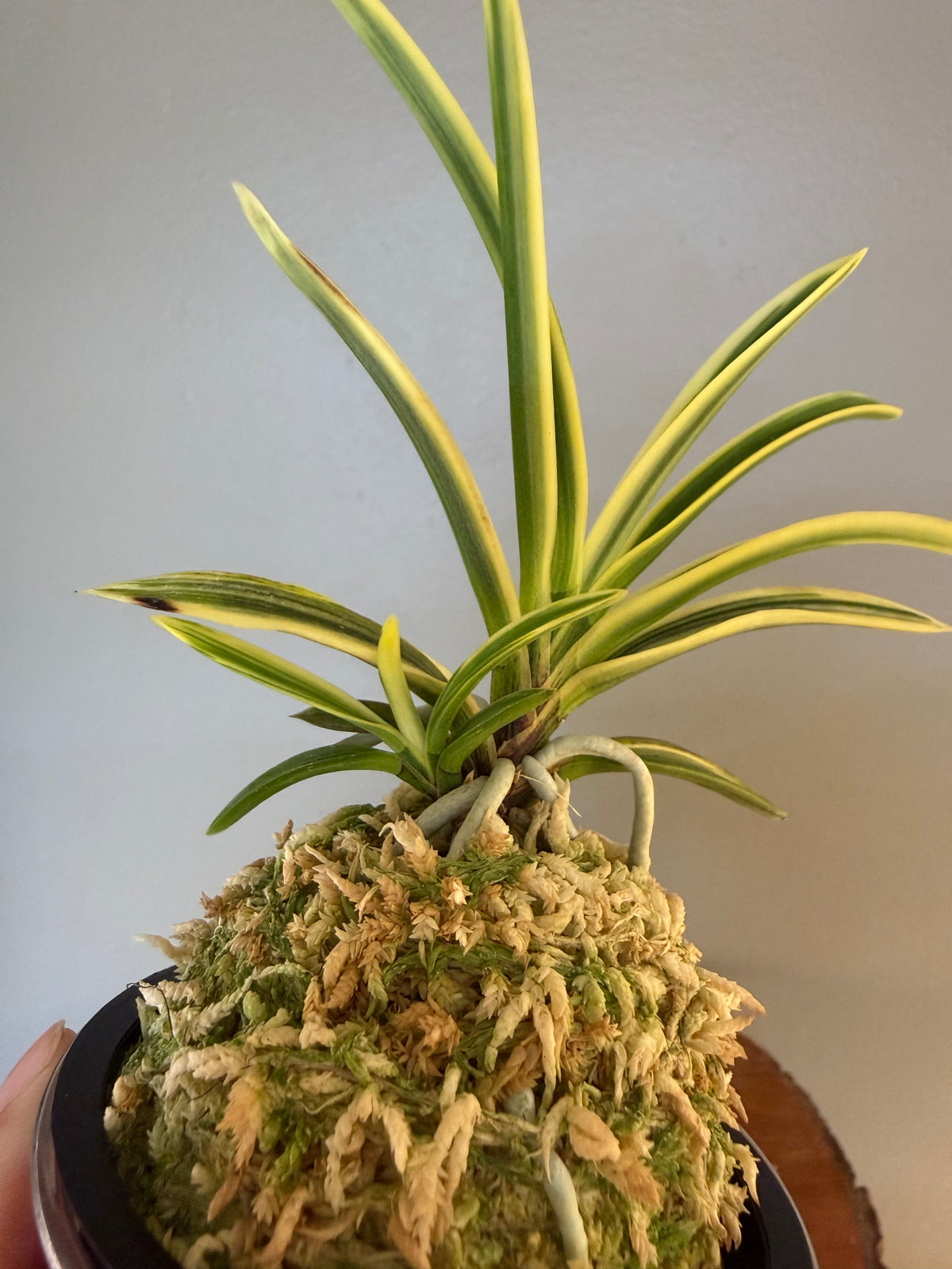 Neofinetia falcata Yuri 琉璃(Amami kanpaku  奄美冠白)