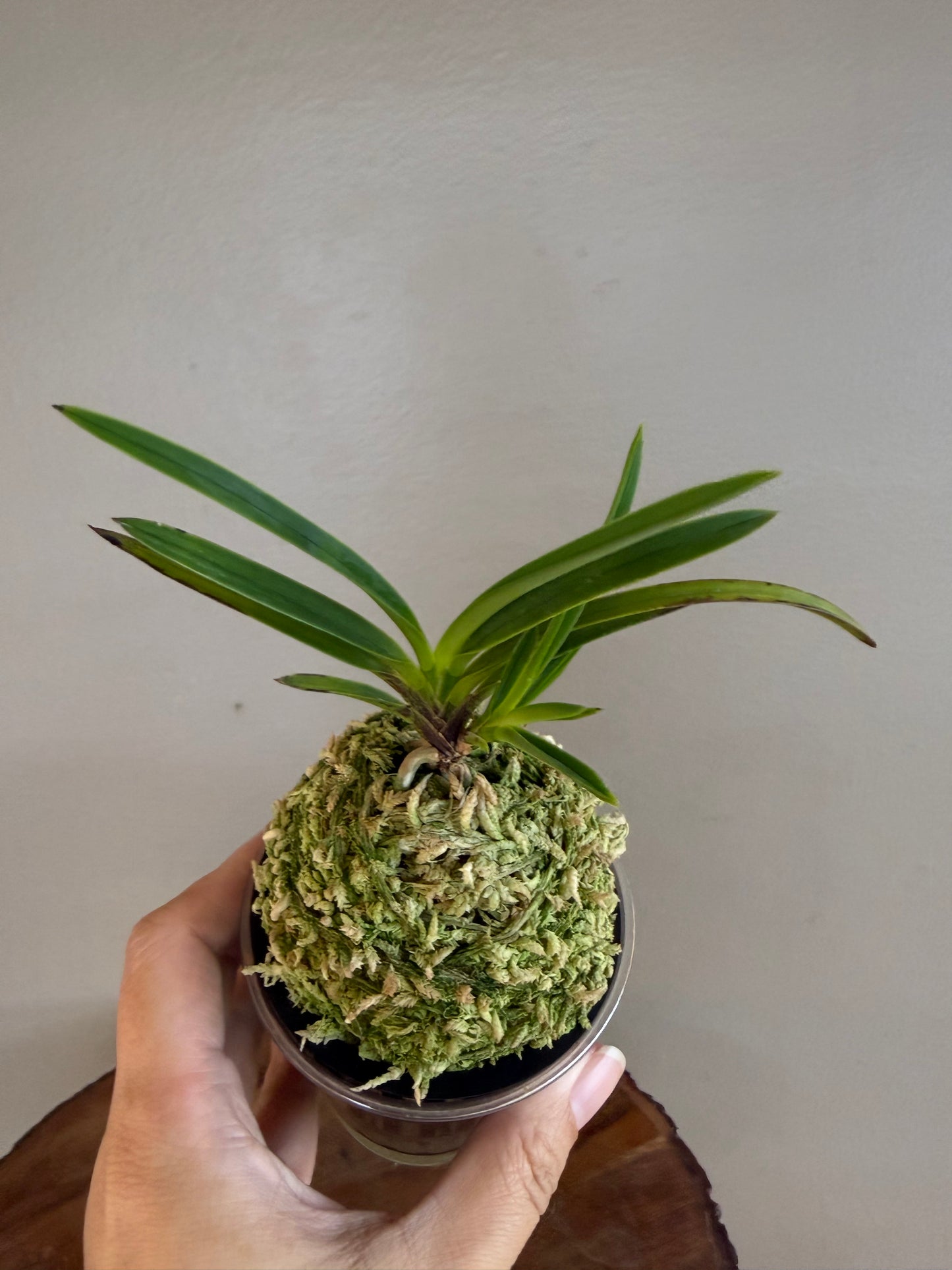 Neofinetia falcata Shunkyuden 春及殿