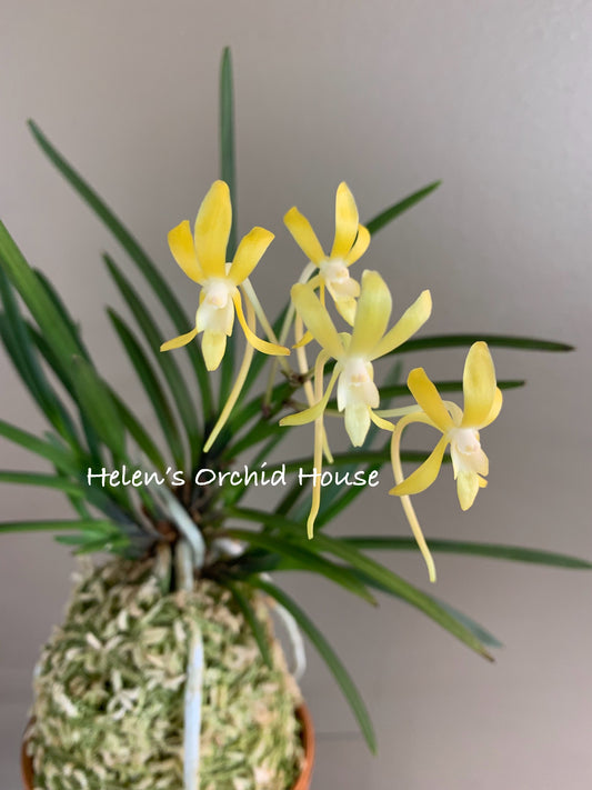 Neofinetia falcata Kibana 黃花