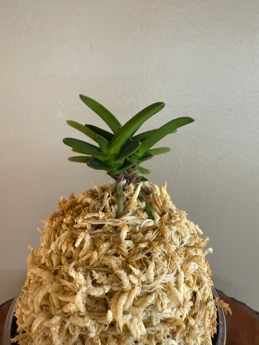 Neofinetia falcata Maizuru 舞鶴