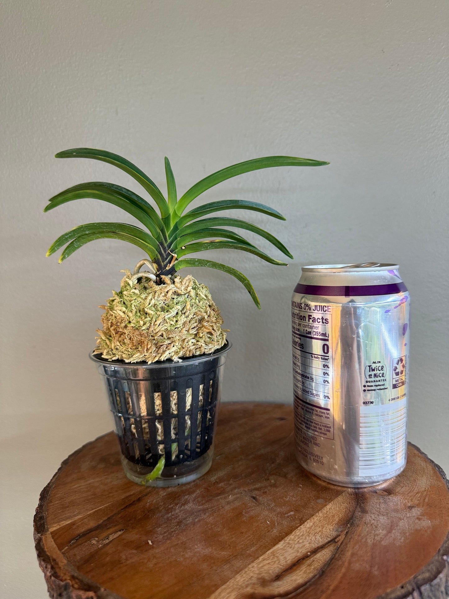 Neofinetia falcata Hanra(Harura) 漢拏