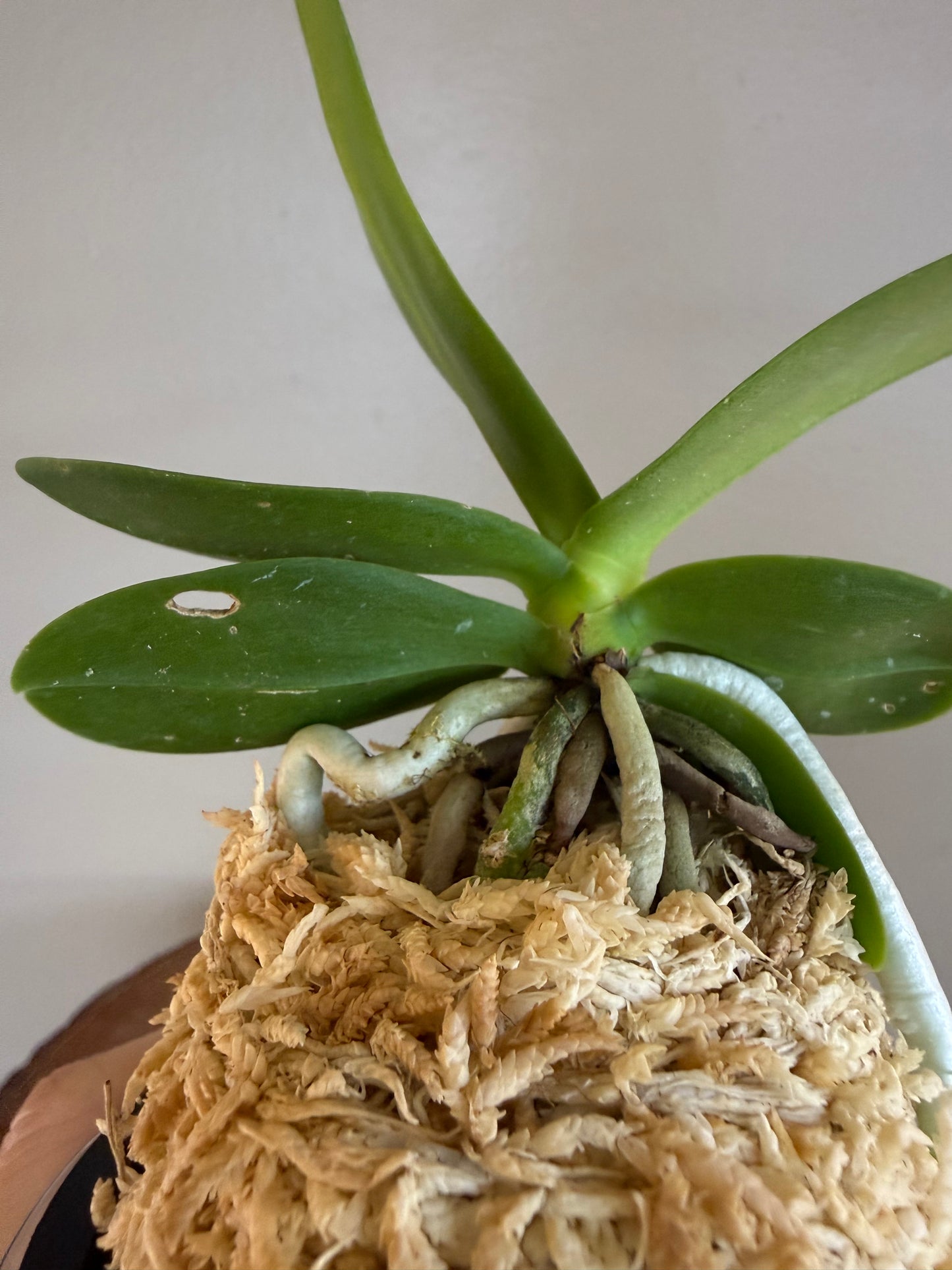 Sedirea japonica NAGORAN 名護蘭